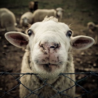 163946-stock-photo-tier-verrueckt-froehlichkeit-ohr-tiergesicht-fell.jpg