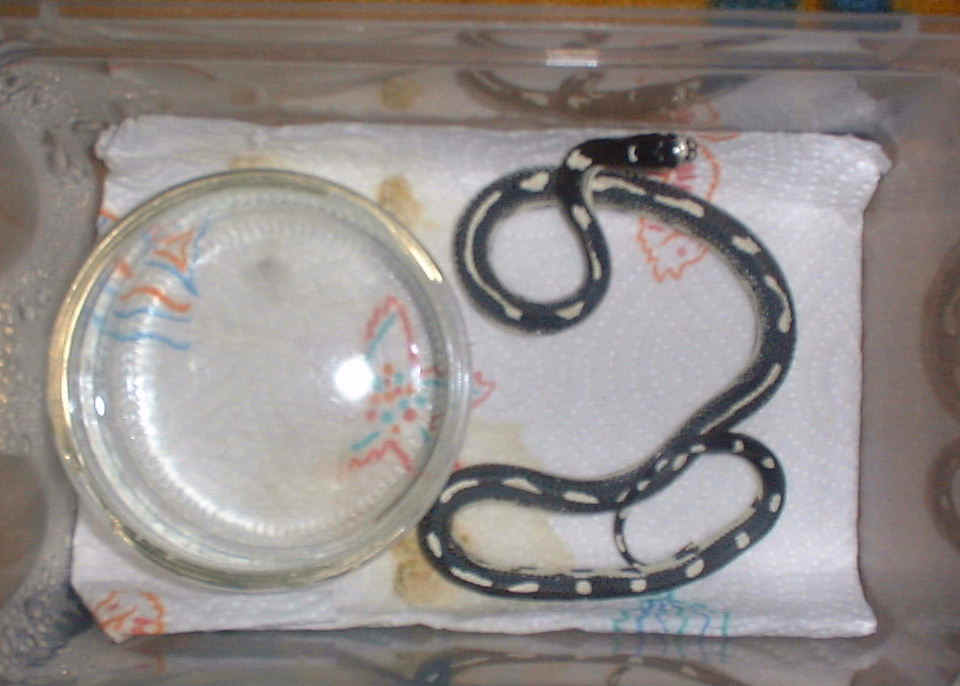   Jeune Lampropeltis Getulus Californiae noir