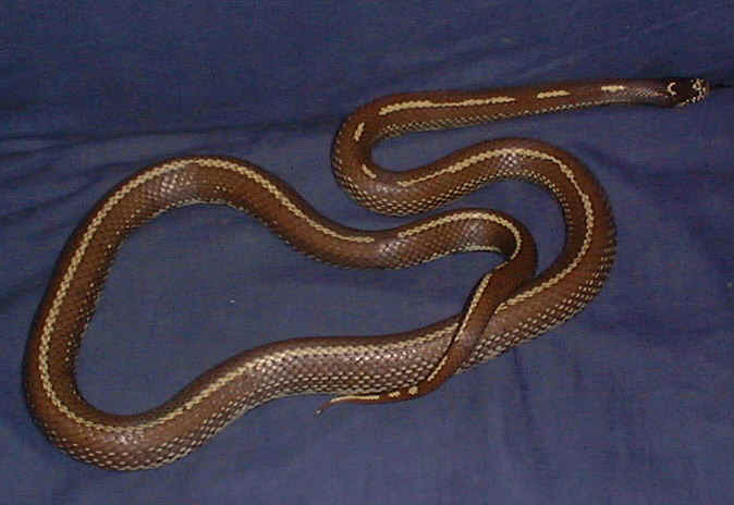   Lampropeltis Getulus Californiae (m�le)